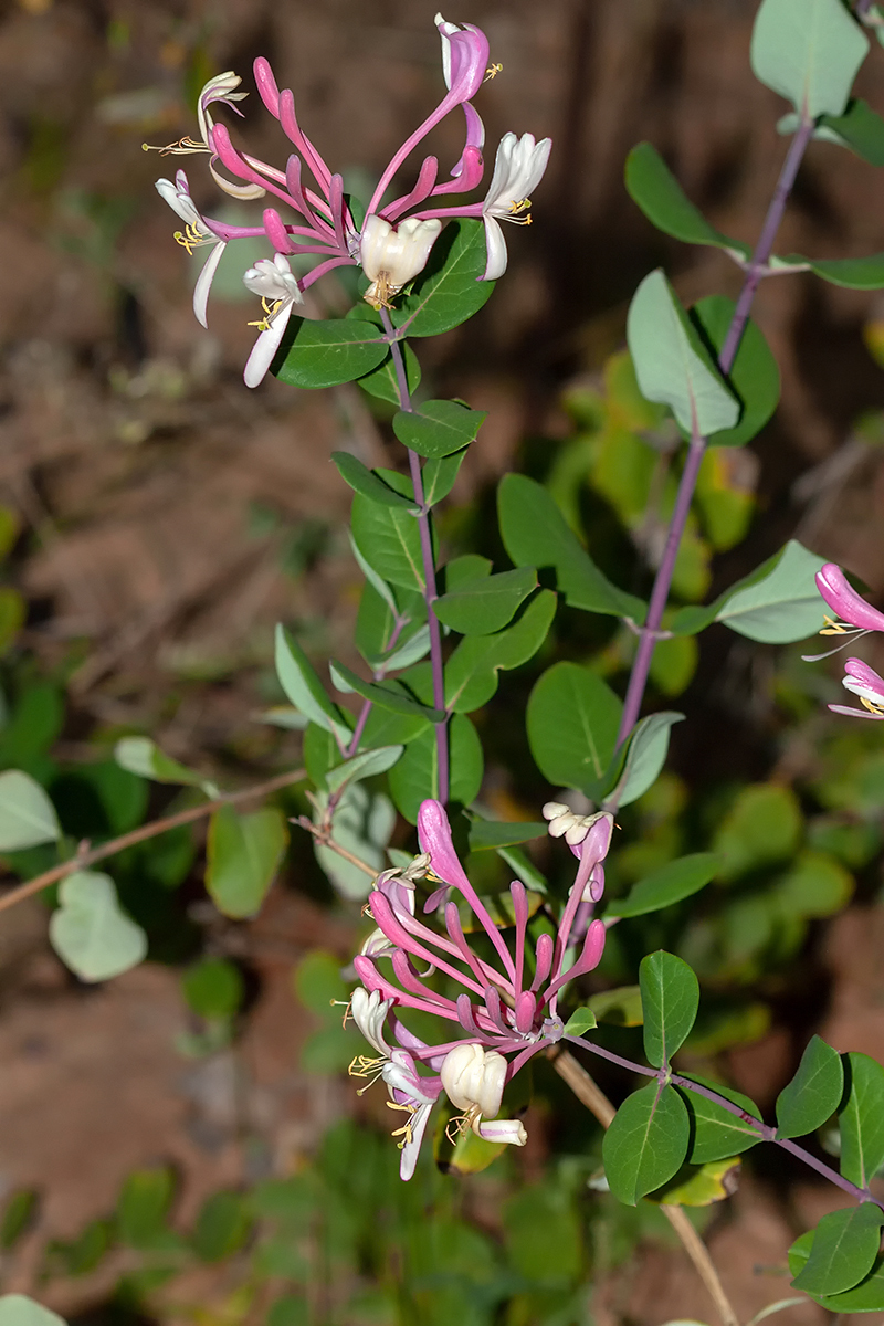 Image of genus Lonicera specimen.