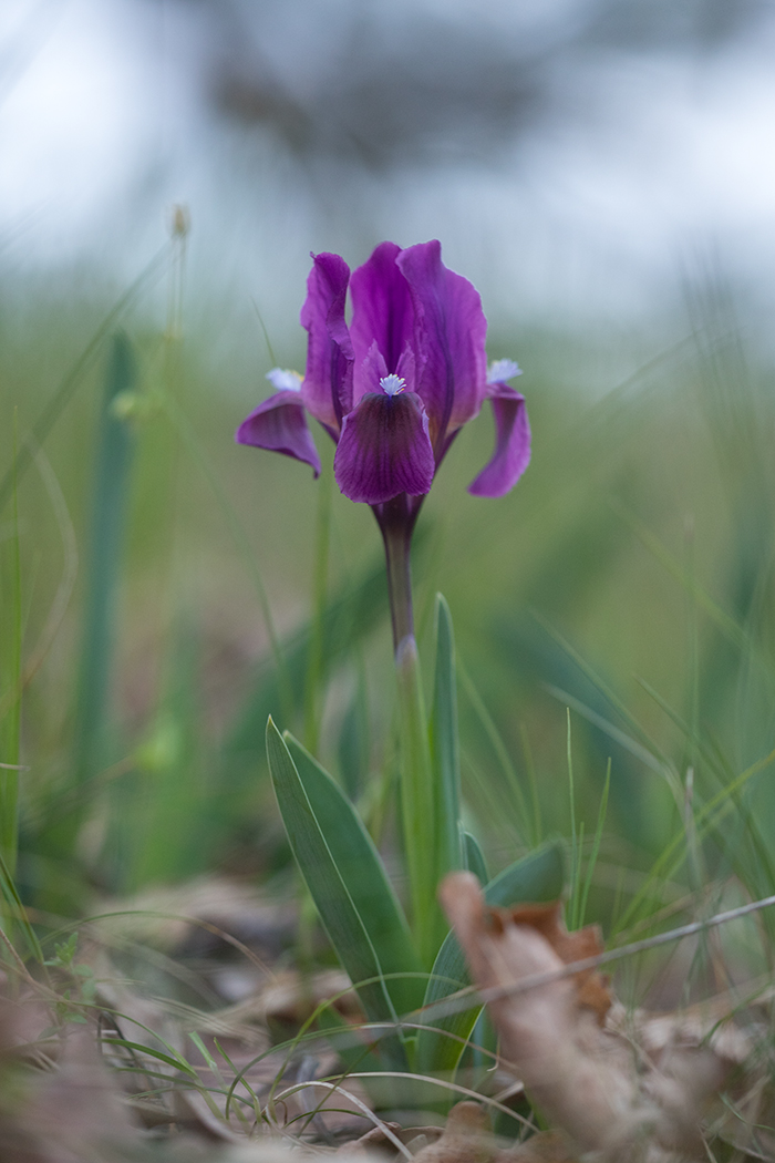 Image of Iris pumila specimen.