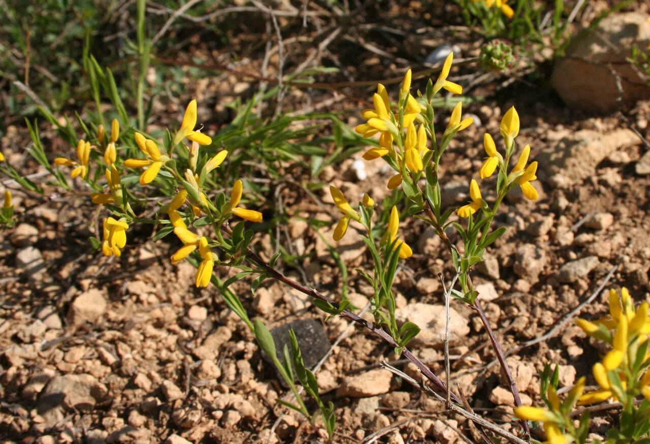 Изображение особи Genista januensis.