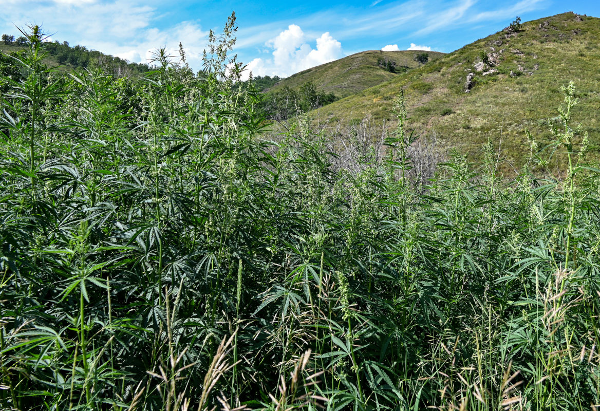 Image of Cannabis sativa var. spontanea specimen.