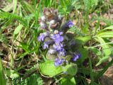 Ajuga reptans