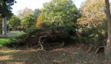 Juniperus × pfitzeriana. Старое растение; вид со стороны ствола. Болгария, г. Бургас, Приморский парк, в культуре. 16.09.2021.