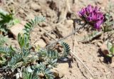 genus Oxytropis