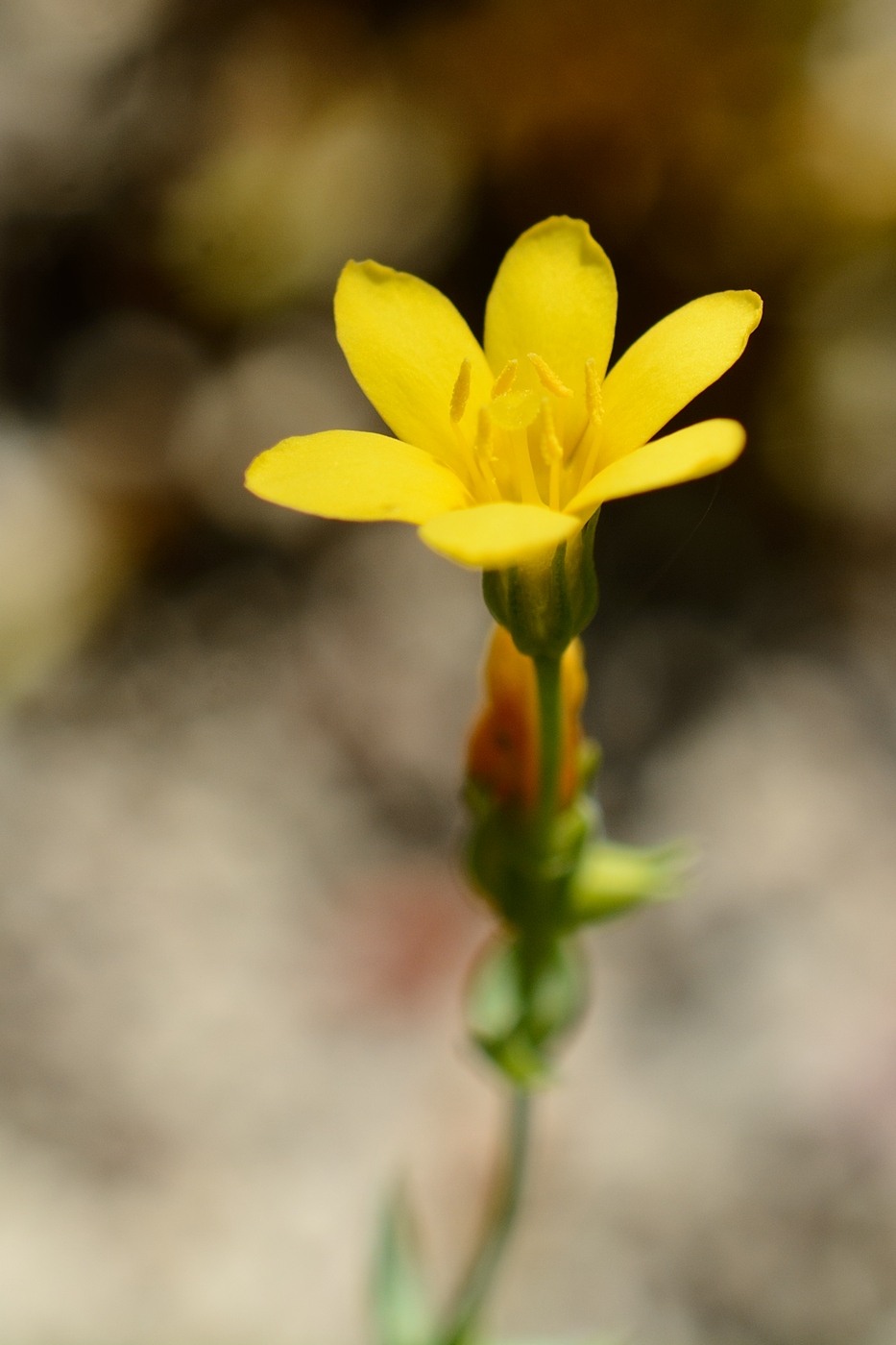 Image of Blackstonia perfoliata specimen.