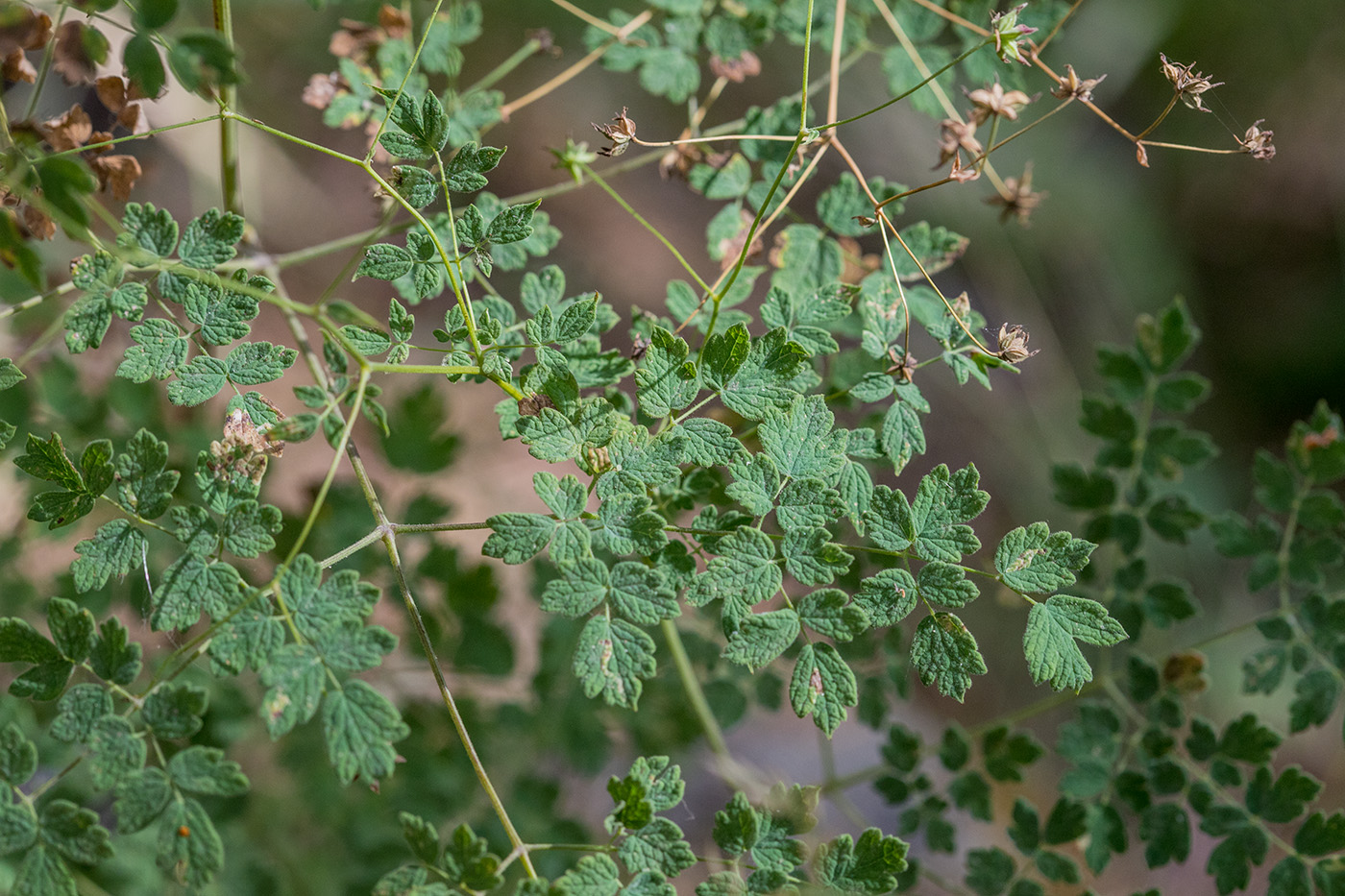 Image of Thalictrum foetidum specimen.