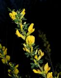 Chamaecytisus ruthenicus