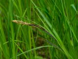 Carex acuta