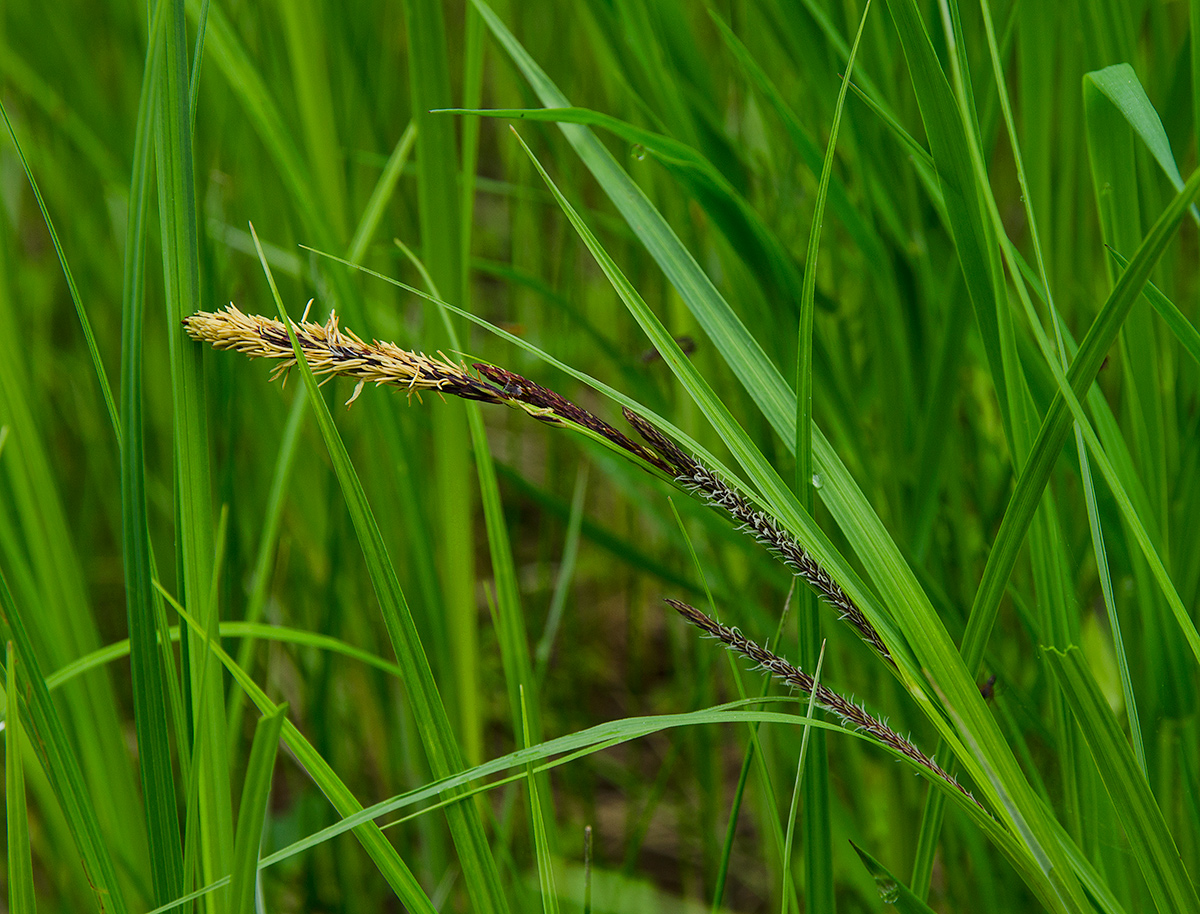 Изображение особи Carex acuta.