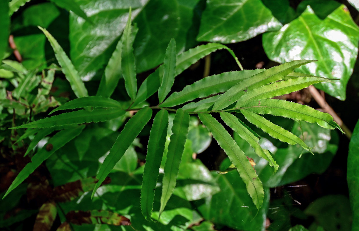 Image of Pteris cretica specimen.