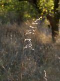 familia Poaceae