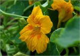 Tropaeolum majus. Цветок с каплями росы. Московская обл., Раменский р-н, окр. дер. Хрипань, садовый участок. 28.07.2023.