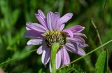 Pyrethrum coccineum. Соцветие (вид со стороны обёртки). Армения, обл. Гегаркуник, берег оз. Севан, гора Артаниш, ≈ 2200 м н.у.м., субальпийский луг. 23.06.2022.