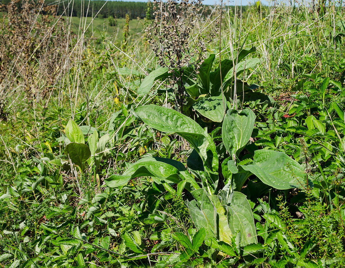 Image of Cynoglossum officinale specimen.