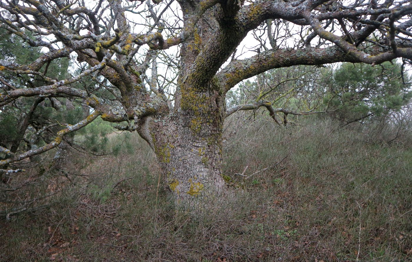 Image of Pistacia mutica specimen.