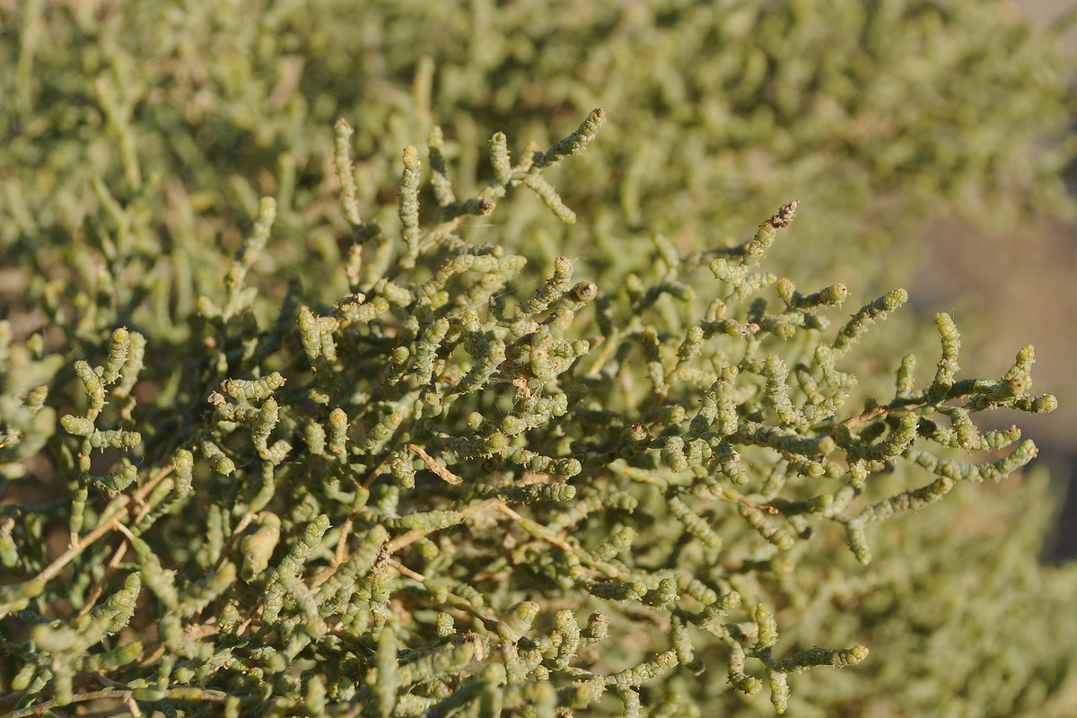 Image of Kalidium caspicum specimen.