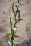 Salix triandra