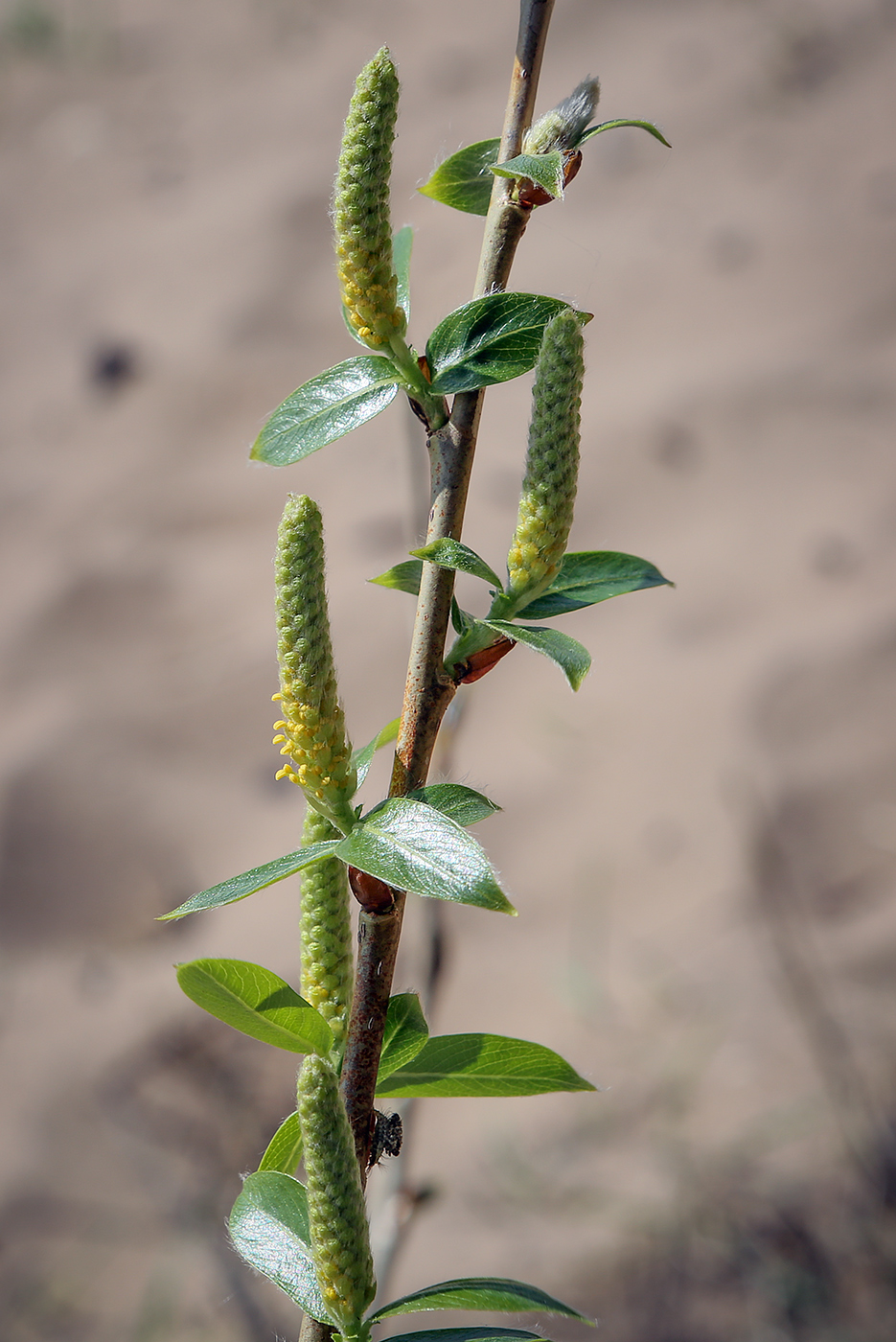 Image of Salix triandra specimen.