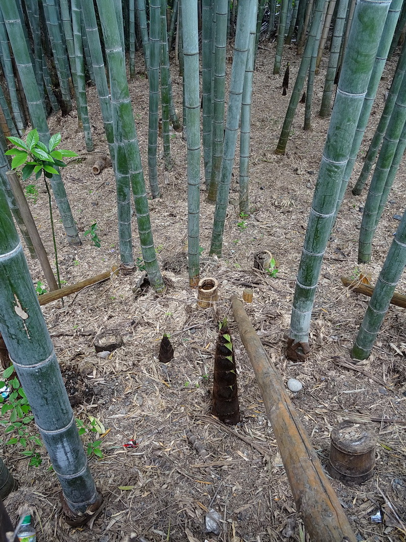 Изображение особи Phyllostachys pubescens.