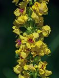 Verbascum nigrum