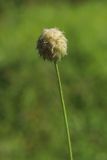 Trifolium fragiferum