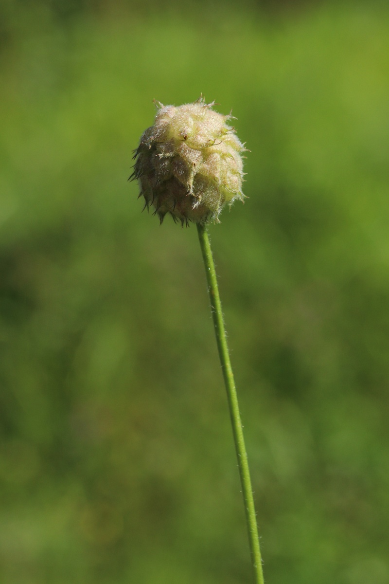 Image of Trifolium fragiferum specimen.