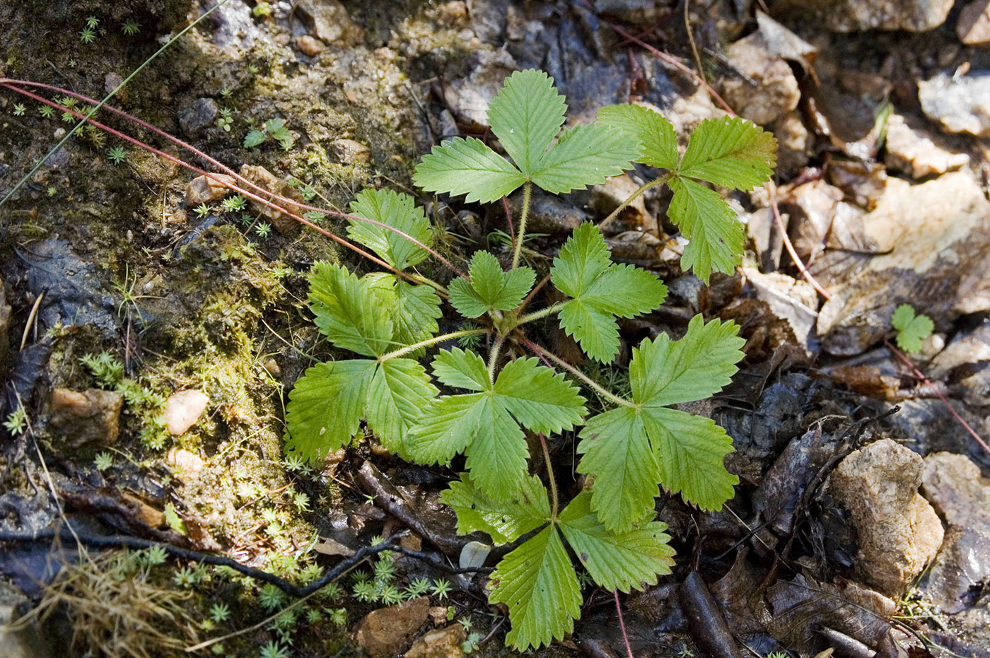 Image of Fragaria orientalis specimen.