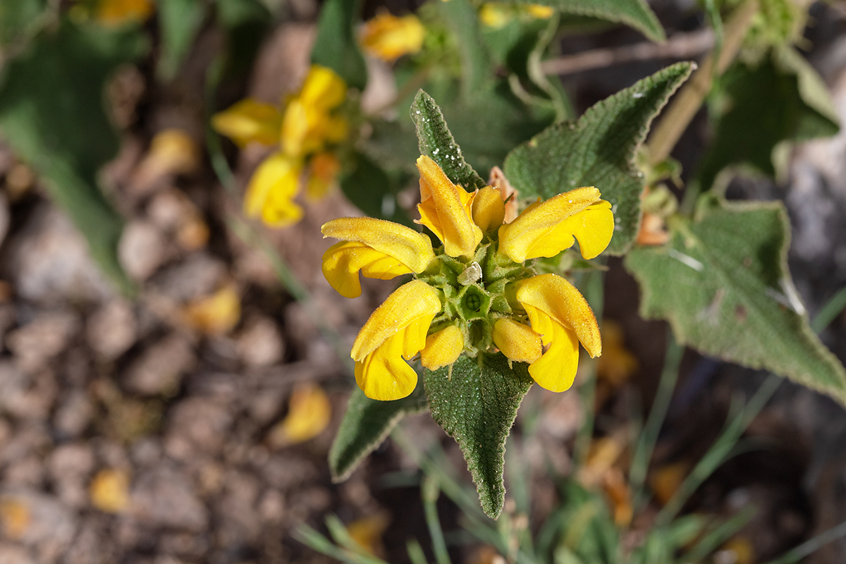 Image of Phlomis viscosa specimen.