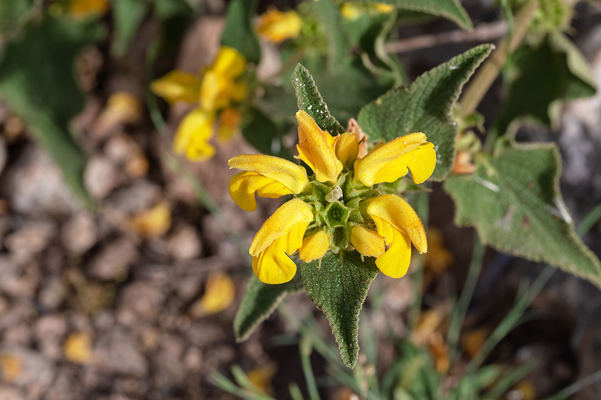 Изображение особи Phlomis viscosa.