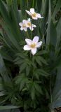 Anemone sylvestris