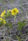 Viola acutifolia