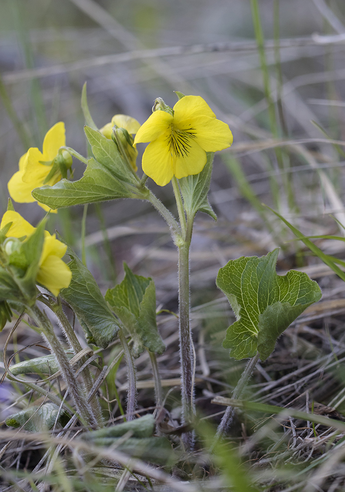 Image of Viola acutifolia specimen.