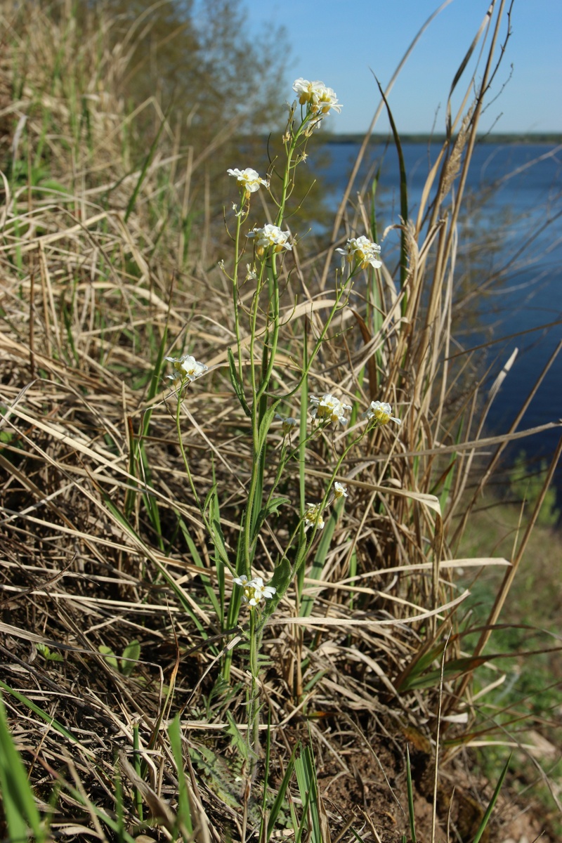 Изображение особи Arabidopsis arenosa.