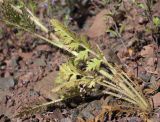 Papaver pavoninum