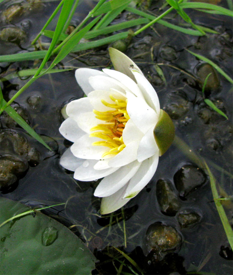 Image of Nymphaea × borealis specimen.
