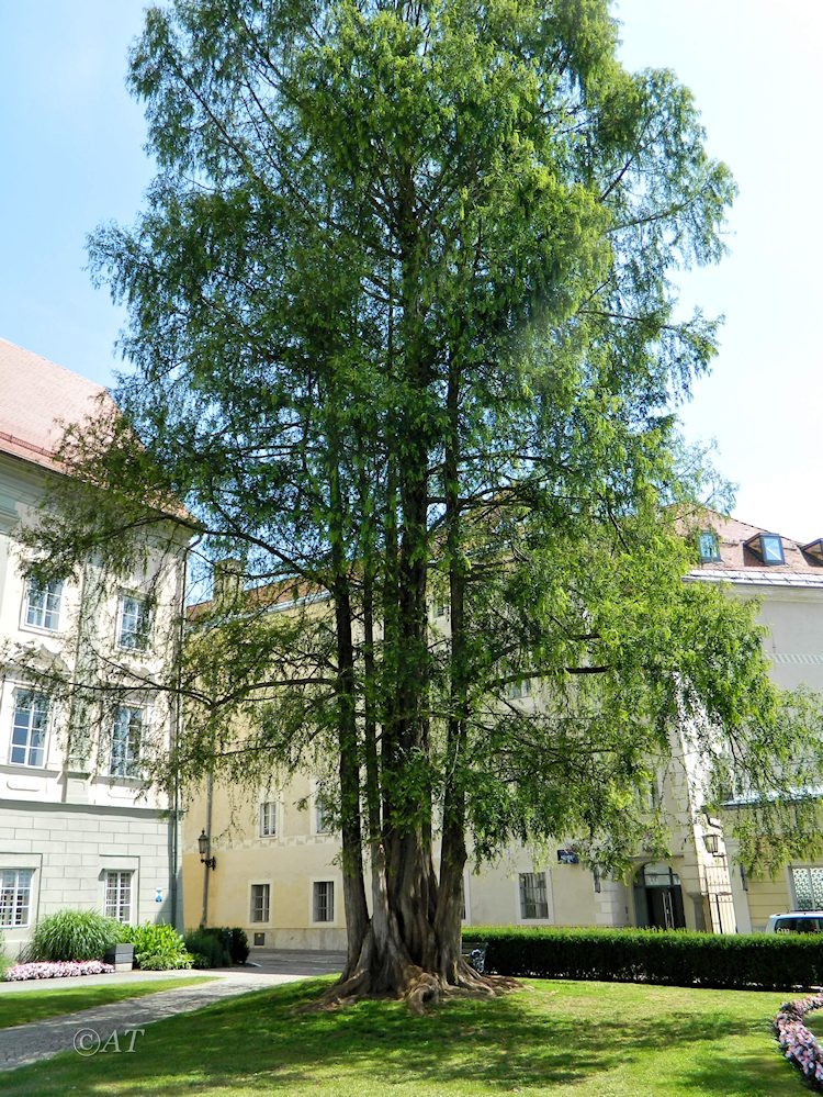 Изображение особи Metasequoia glyptostroboides.