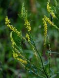 Melilotus officinalis
