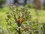 Rhaphiolepis indica. Верхушка веточки с незрелыми соплодиями. Турция, г. Анталья, Dokuma Park, в культуре. 01.06.2024.