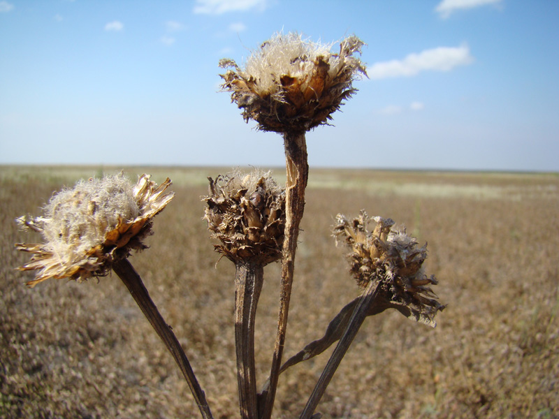 Изображение особи Phalacrachena inuloides.