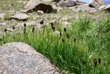 genus Carex