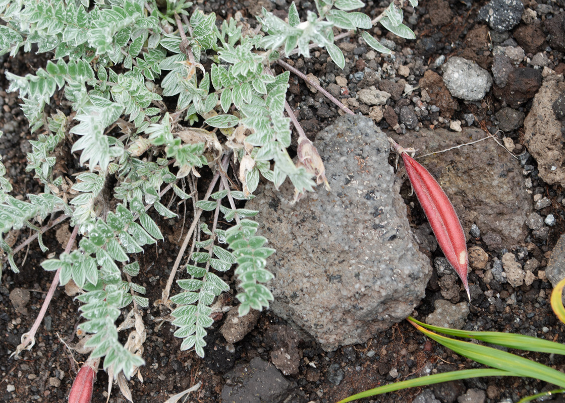 Image of Oxytropis kamtschatica specimen.