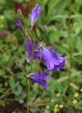 genus Campanula