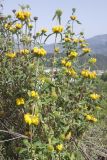 род Phlomis. Цветущие побеги. Турция, ил Анталья, г. Алания, улица Baraj Cd, вдоль р. Dimҫayi, каменисто-щебнистая россыпь у обочины дороги. 26.03.2024.