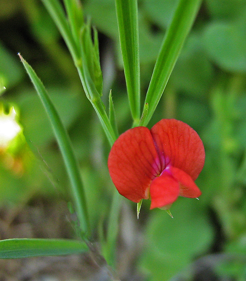 Изображение особи Lathyrus sphaericus.