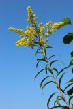Solidago canadensis