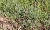 Vicia monantha