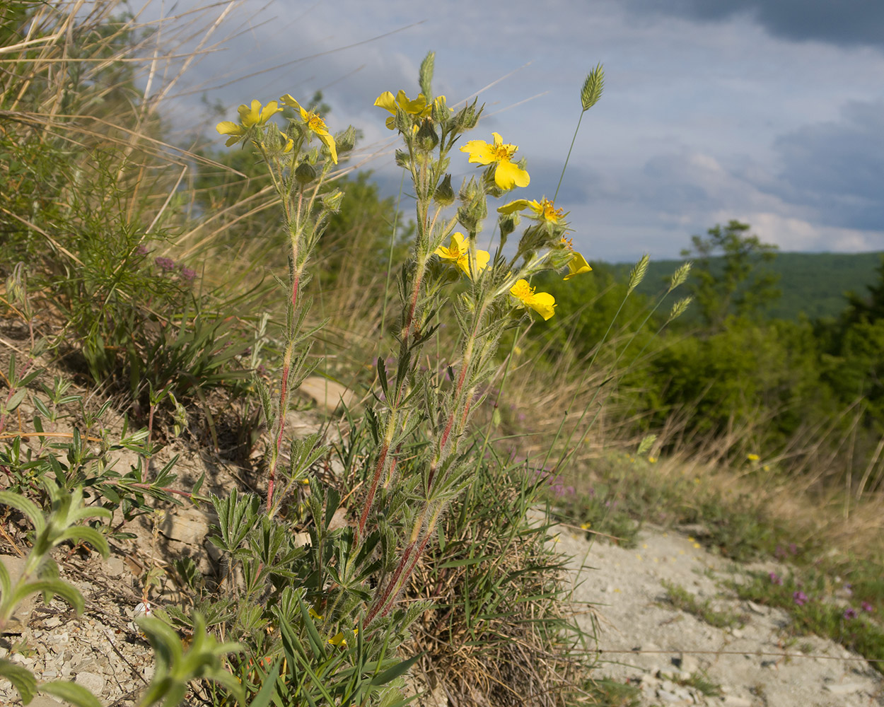 Image of Potentilla taurica specimen.