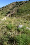 Eremurus turkestanicus