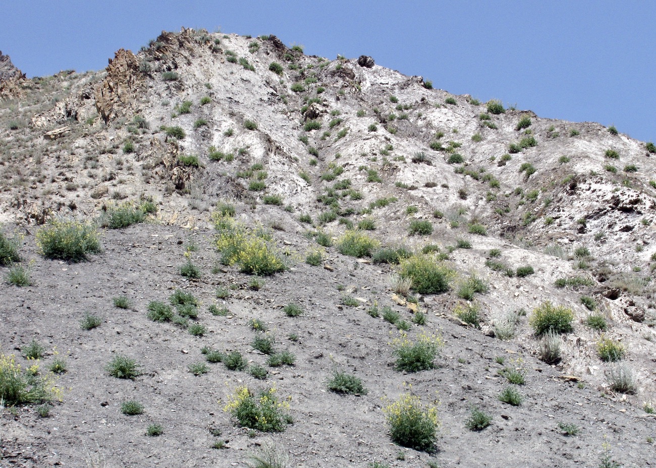 Image of Corydalis pseudoadunca specimen.