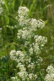 Galium mollugo