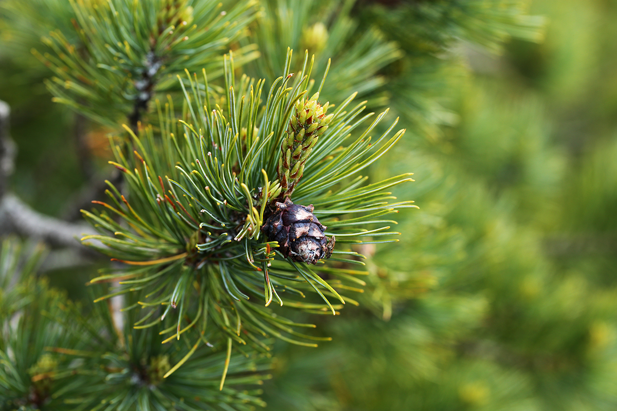 Image of Pinus pumila specimen.